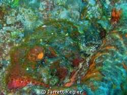 Stonefish? Taken during a drift dive in Florida with a ca... by Jarrett Regier 
